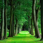 Why are trees important to the environment?